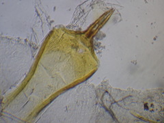 Contacyphon ochraceus