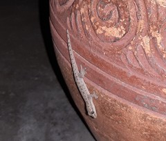 Hemidactylus frenatus