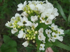 Armoracia sisymbrioides