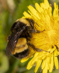 Bombus terricola image