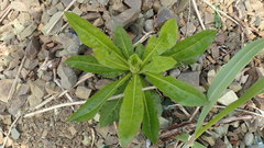 Picris japonica kamtschatica