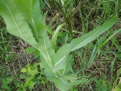 Armoracia sisymbrioides