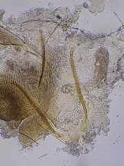 Contacyphon ochraceus