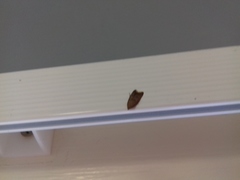 Tachystola acroxantha