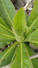 Picris japonica kamtschatica