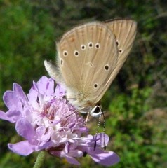 Polyommatus ripartii
