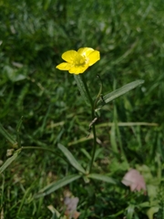 Ranunculus auricomus