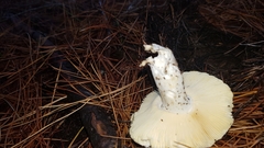 Russula capensis