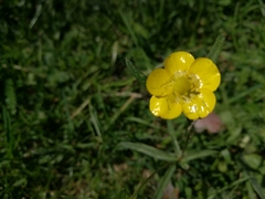 Ranunculus auricomus