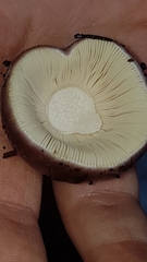 Russula capensis