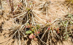 Centrostegia thurberi