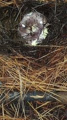 Russula capensis