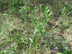 Astragalus suffruticosus