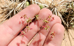 Centrostegia thurberi