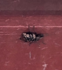 Otiorhynchus lepidopterus