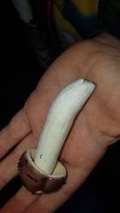 Russula capensis