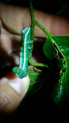 Norracoides basinotata