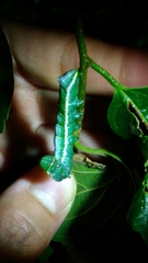 Norracoides basinotata