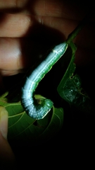 Norracoides basinotata