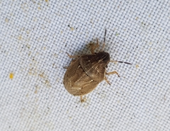 Neottiglossa pusilla