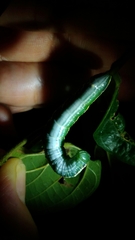 Norracoides basinotata