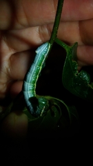 Norracoides basinotata