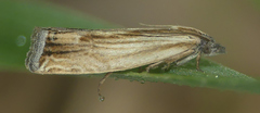 Eucosma radiatana