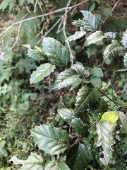 Aphananthe philippinensis