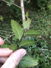 Aphananthe philippinensis