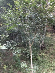 Aphananthe philippinensis