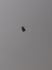 Tachystola acroxantha