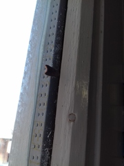 Tachystola acroxantha