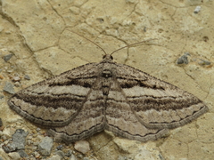 Rhoptria asperaria