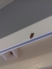 Tachystola acroxantha