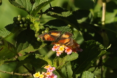 Junonia sophia