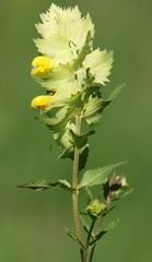 Rhinanthus freynii