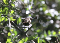 Chalcomitra senegalensis