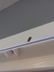 Tachystola acroxantha