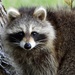 Common Raccoon - Photo (c) Jeannie Fraser, some rights reserved (CC BY-NC), uploaded by Jeannie Fraser