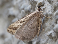 Rhoptria asperaria