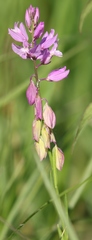 Polygala comosa
