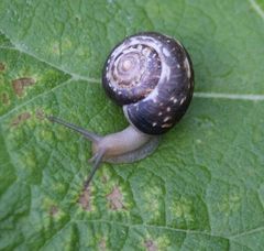 Trochulus striolatus