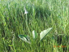 Plantago maxima
