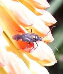 Capsodes