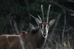 Hippotragus niger roosevelti
