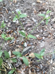 Moehringia trinervia