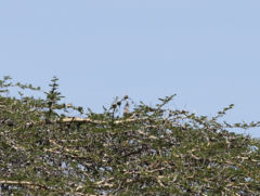 Urocolius macrourus