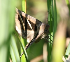 Grammodes bifasciata