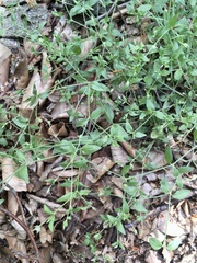 Moehringia trinervia