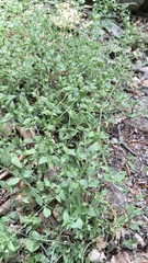 Moehringia trinervia